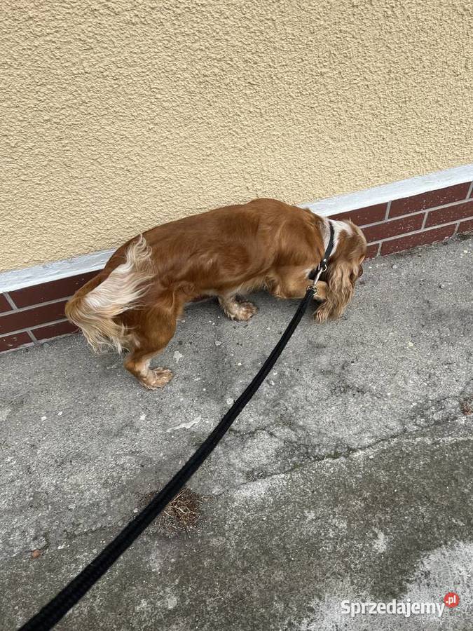 Sunia Cockier spaniel angielski Koronowo
