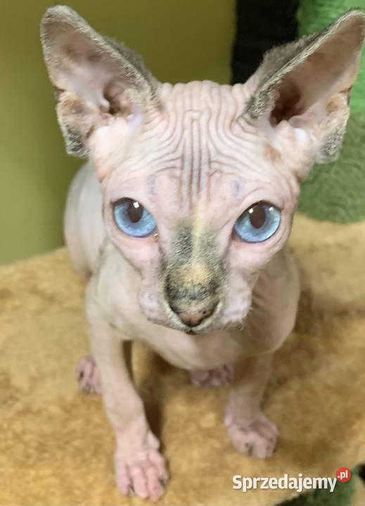 Sfinks Kanadyjski Do odbioru dziewczynka Leszno