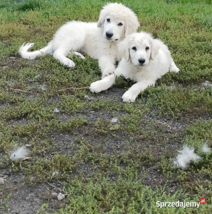 Sprzedam szczeniaka Owczarka Podhalańskiego lubelskie