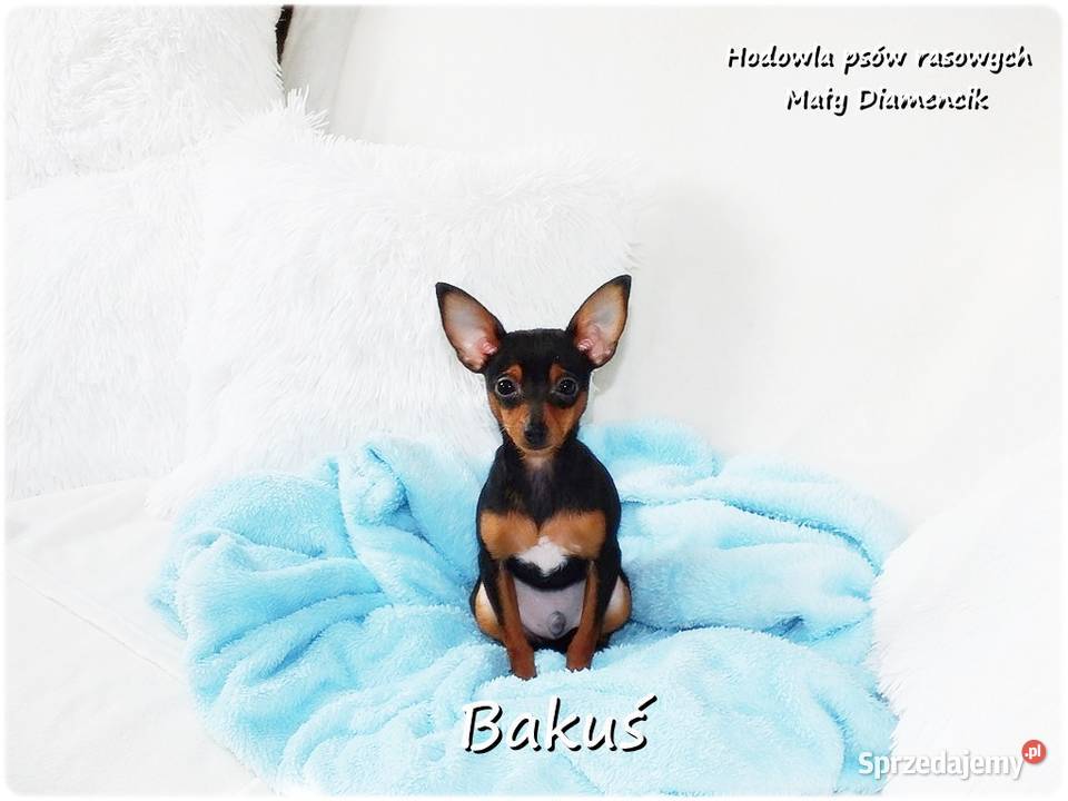 Mały Piesek BAKUŚ Ratlerek sarenka Pinczer Pozostałe