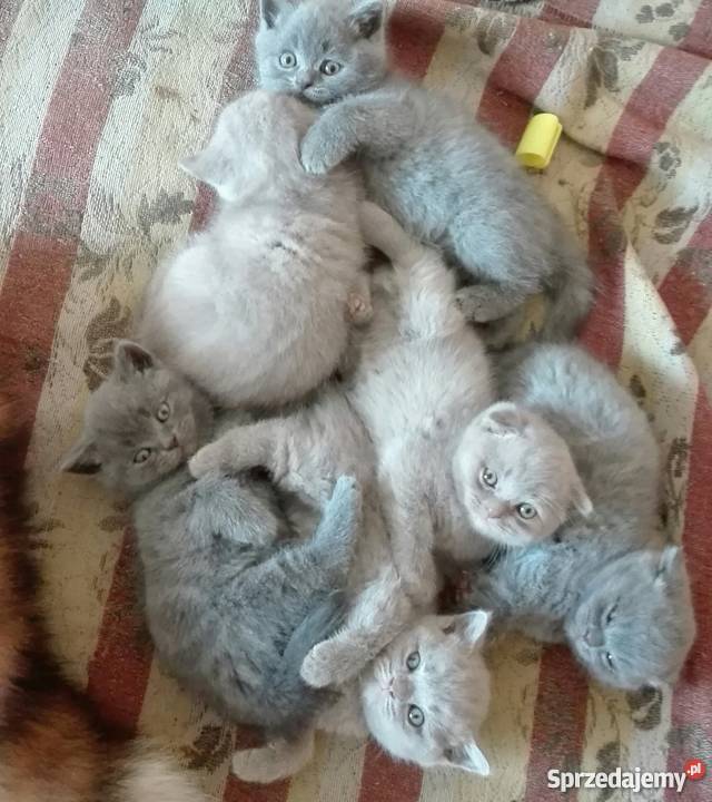 Piękne kotki brytyjskie na sprzedaż