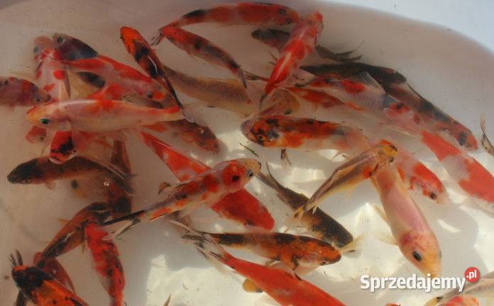 Karaś kolorowy mix kolorów zimują zimowane Nowa Ruda