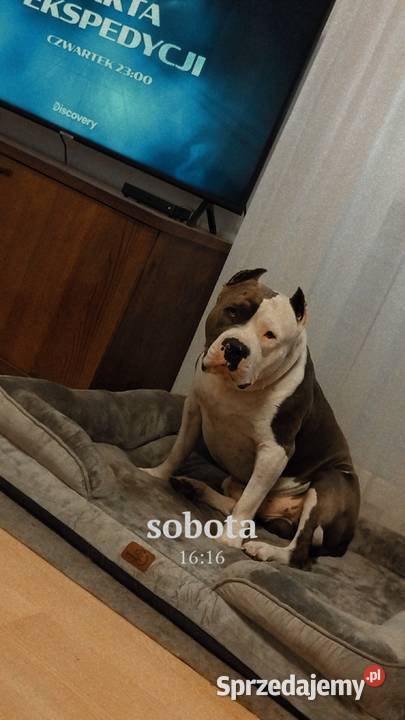 Szczeniak American Staffordshire Terrier Łęczna