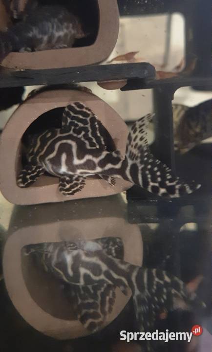 Hypancistrus l236 zbrojnik glonojad podlaskie Białystok