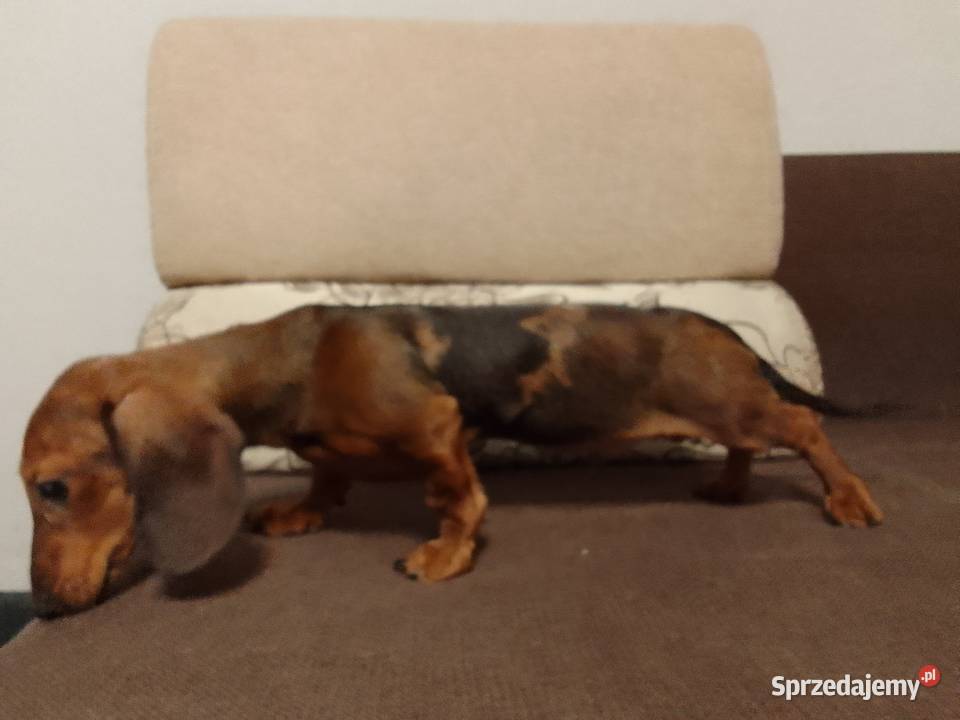 Jamnik merle 4 miesiące mazowieckie Żyrardów