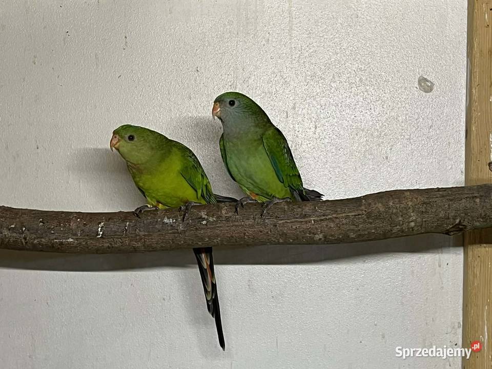 Barabandy para Przeworsk