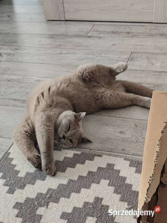 Gucio kot brytyjski liliowy