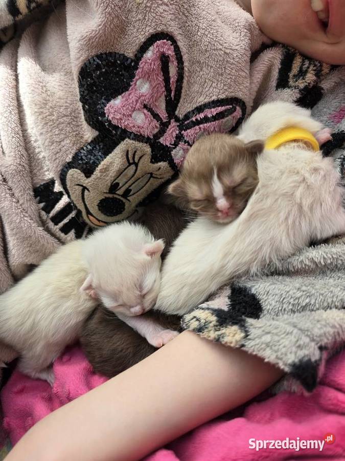Ragdoll niespotykane kocięta w kolorze mink Zielona Góra