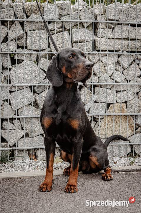 Szczenięta gończy polski zkwp FCI małopolskie Tymbark