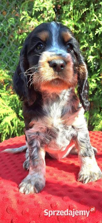 Cocker spaniel angielski kujawsko-pomorskie