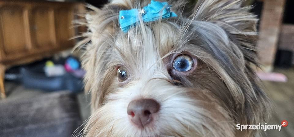 Yorkshire terrierYork Chocoberry Psy Kobysewo