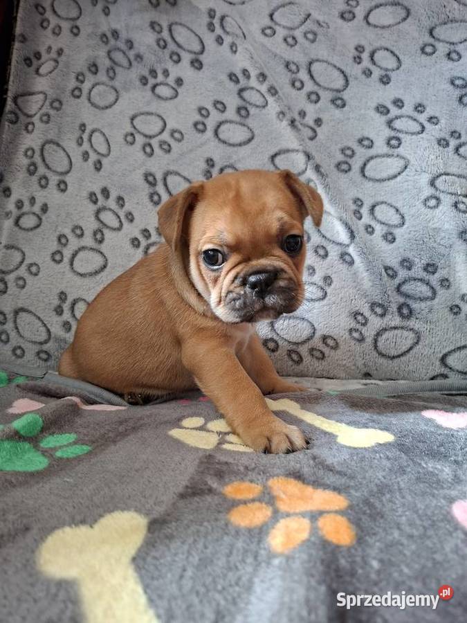 Sprzedam buldoga francuskiego sprzedam