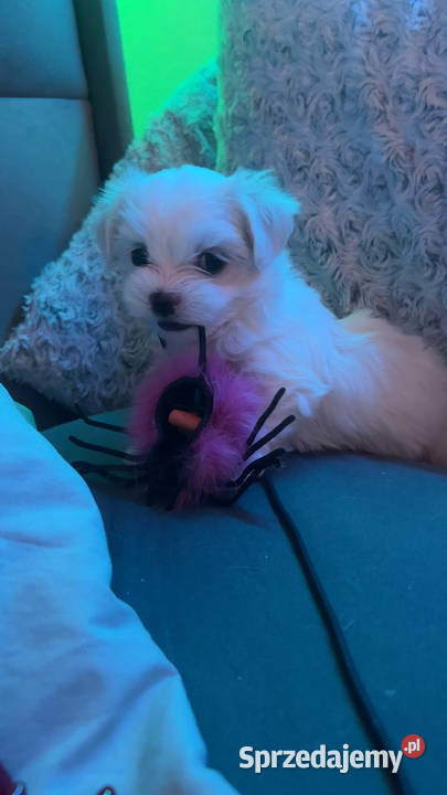 Maltańczyk FCI Rezerwacja