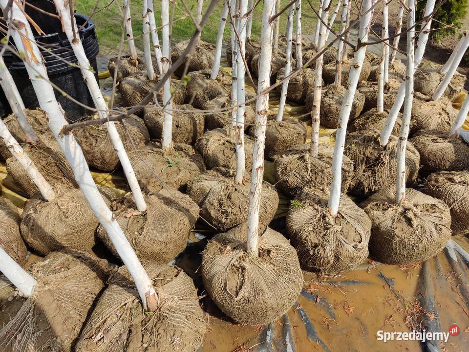 Brzoza doorenbos szkółkanajbielsza kora Kraków Andrychów sprzedam