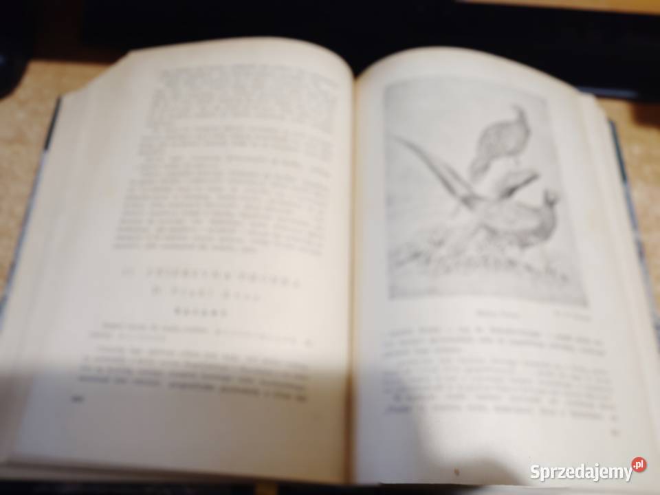 ŁOWIECTWO Podręcznik leśników i myśliwych Antykwariat sprzedam