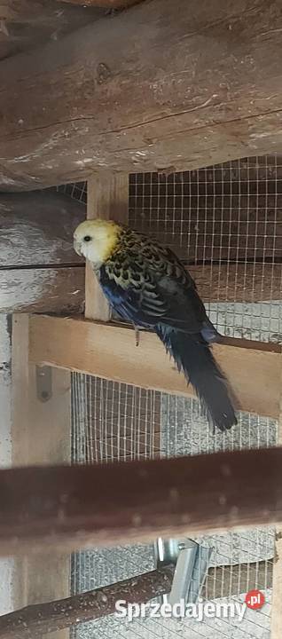 Rozella Bladogłowa śląskie