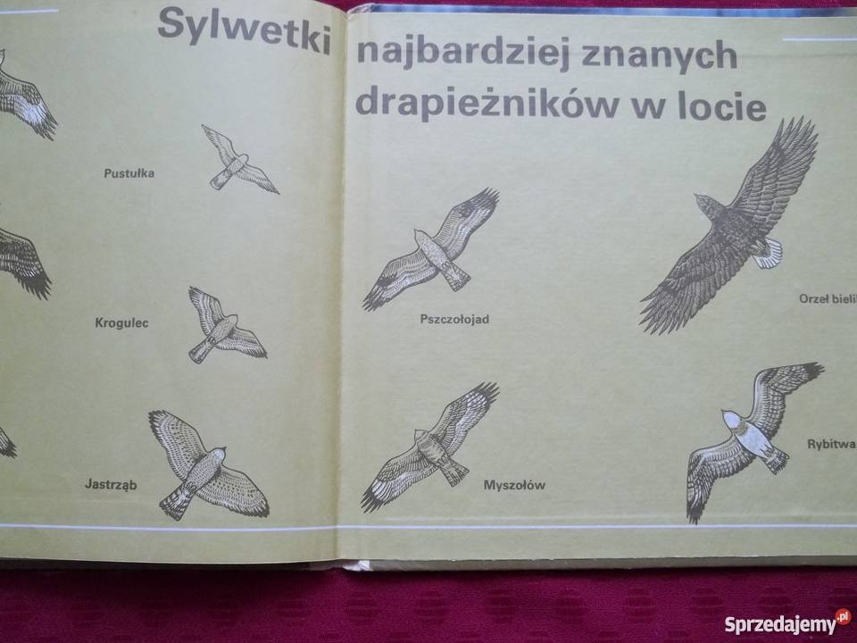 Ptaki Skrzydlaci myśliwi Rudolf Leipzig Łódź
