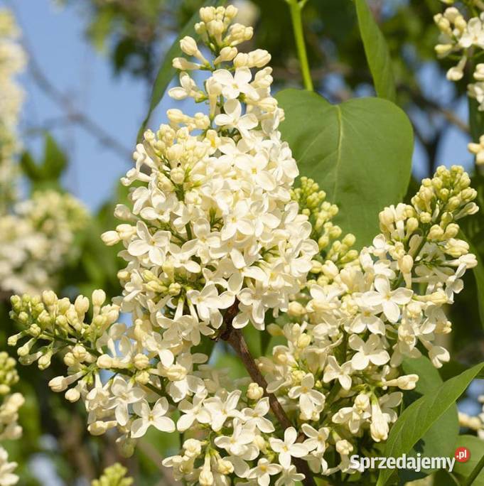 Bzy lilaki Syringa odmiany różne mayera Knurów