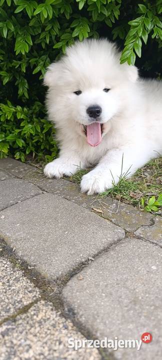 Samoyed szczeniaki Łowicz