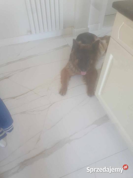 sprzedam szczeniaki Przemyśl