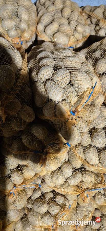 Ziemniaki soraya małopolskie Miechów