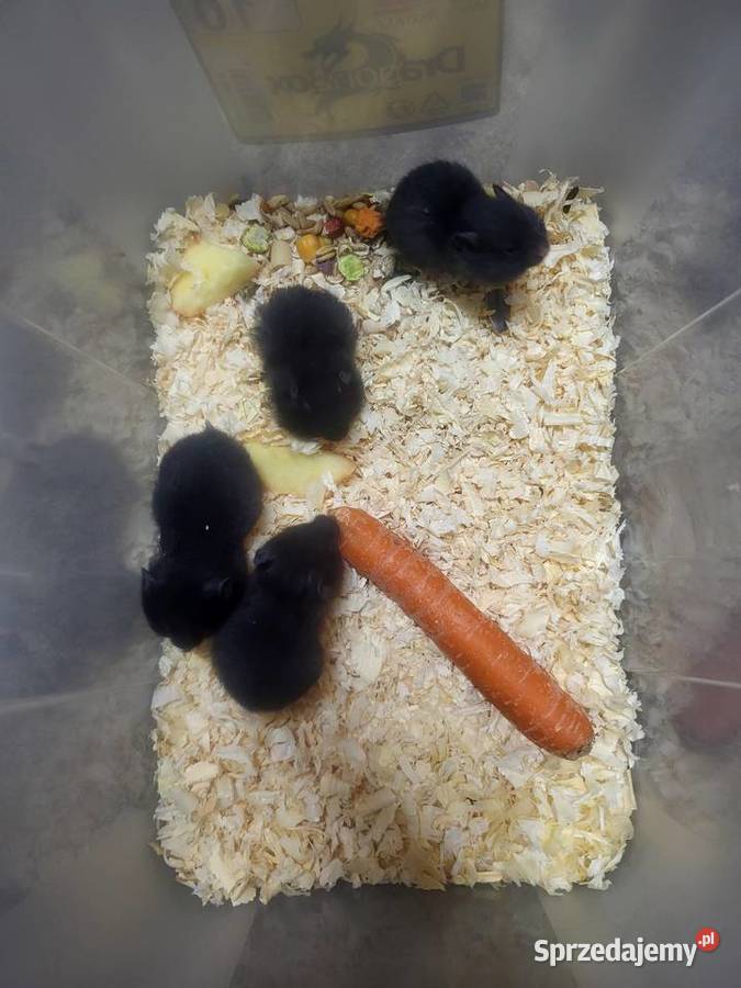 Chomiki syryjskie dolnośląskie Wrocław