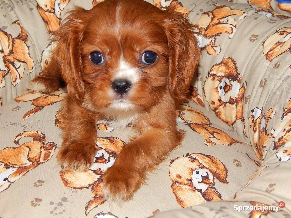 Cavalier King Charles Spaniel Chłopczyk Ruby Cavalier King Charles Spaniel Zwierzęta śląskie Dąbrowa Górnicza
