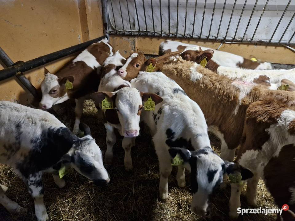 Sprzedam byczki Tczew