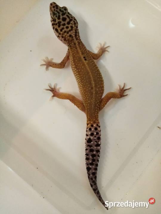 Gekon Lamparci Sklep Zoologiczny Katowice