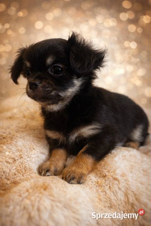 Chihuahua malutki piesek długowłosy Chihuahua Sułkowice