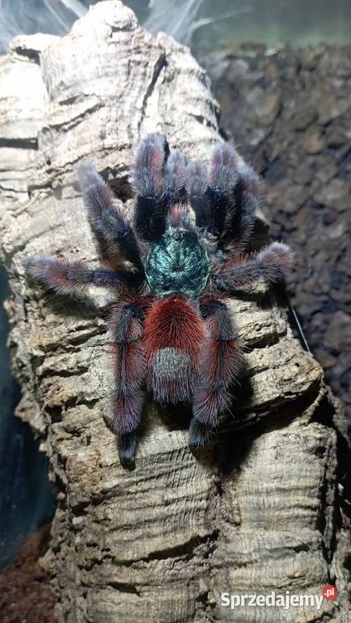 Ptaszniki odbiórwysylka mazowieckie Pruszków