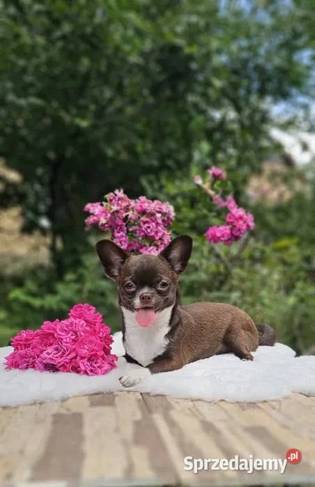Czekoladowy szczeniak chihuahua Szczecin