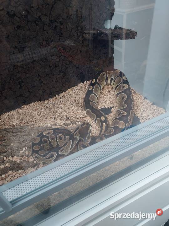 Pyton królewski CLASSIC małopolskie Bochnia