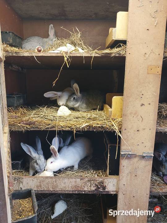 Sprzedam tuszki królicze Pławna Dolna
