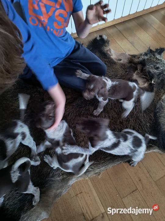 wyżeł niemiecki szorstkowłosy szczeniaki Pozostałe podkarpackie Mielec