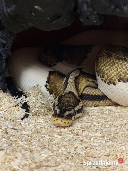 Terrarium z regiusem Sopot