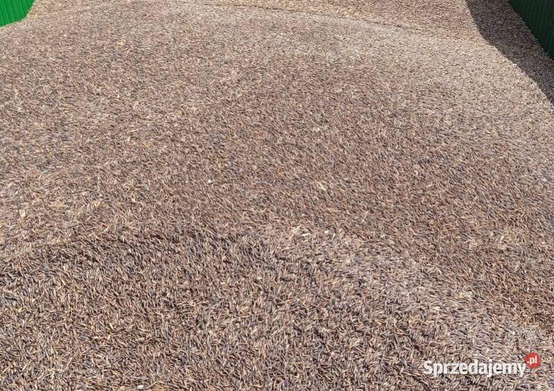 Owies Czarny Zboża Cieciułów