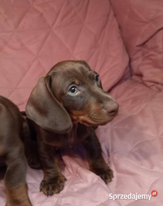 Jamnik brązowy podpalany szczenię lubelskie Spiczyn