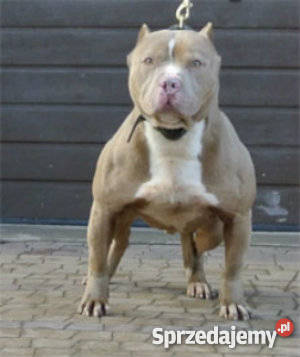 American Pitbull Białystok