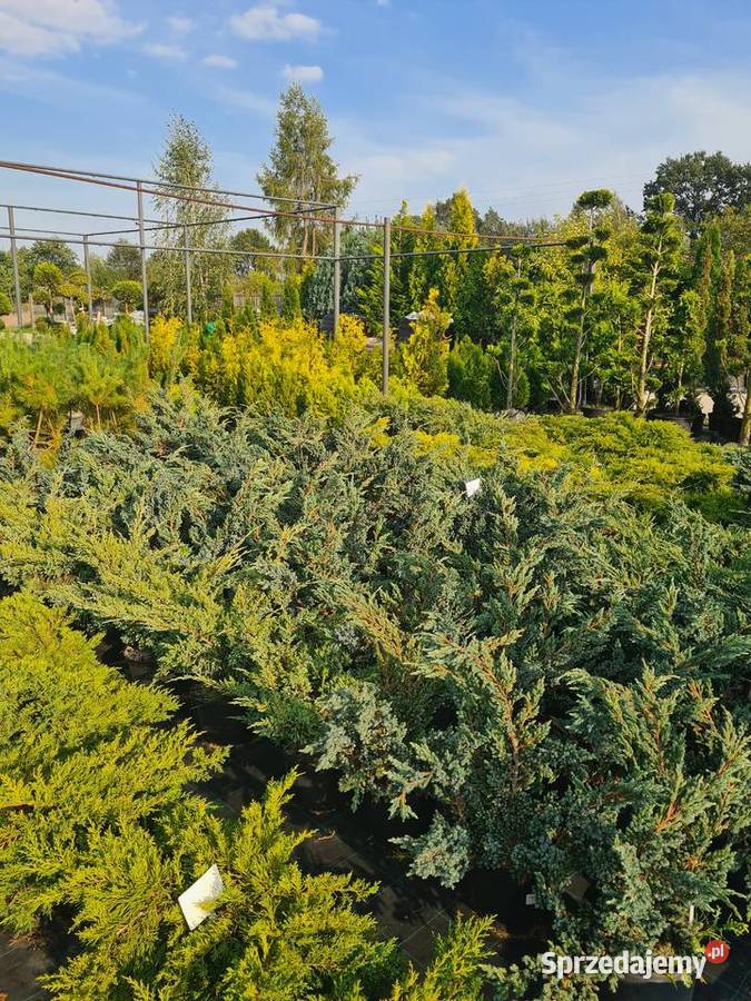 Thuja Columna 120130 żywopłotowa PRODUCENT łódzkie Rydzyny