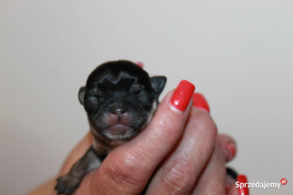 Chihuahua suczka ZKwP FCI Prawdziwy rodowód Chihuahua zachodniopomorskie Świnoujście