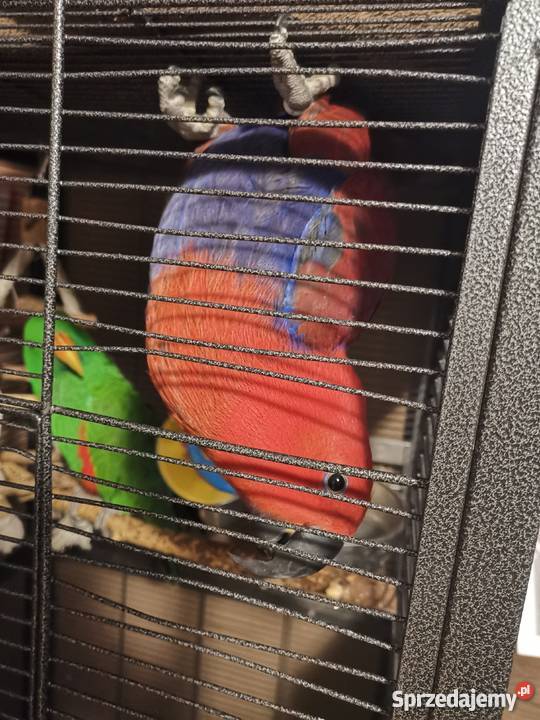 Lora wielka para Zielona Góra