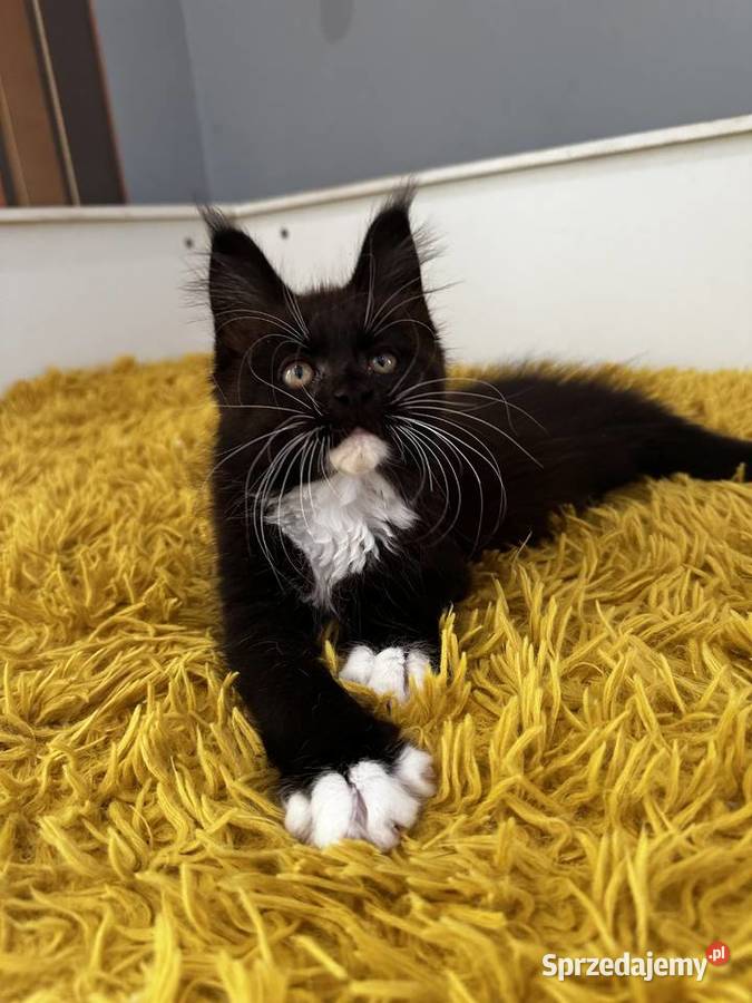 Maine Coon kocięta do rezerwacji Olsztyn
