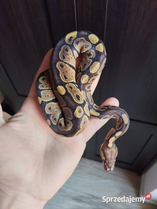 Terrarium plus pyton królewski samiczka