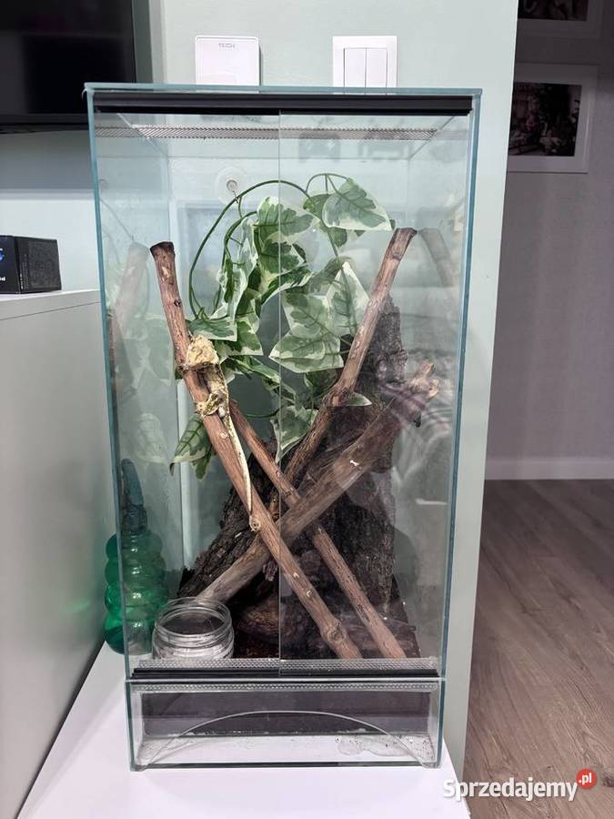 Gekon orzęsiony 2 letni samiec z całym terrarium Gady i płazy Konikowo