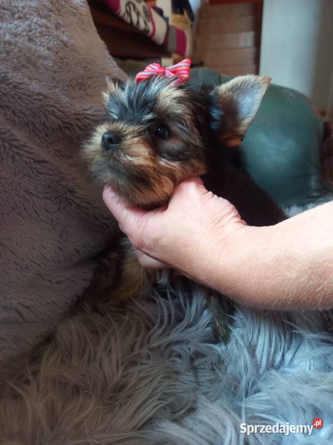 Yorkshire Terrier prześliczna suczka York
