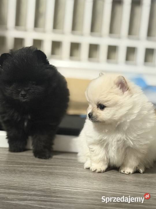 Szpic miniaturowy Pomeranian suczka Gorzów Wielkopolski sprzedam