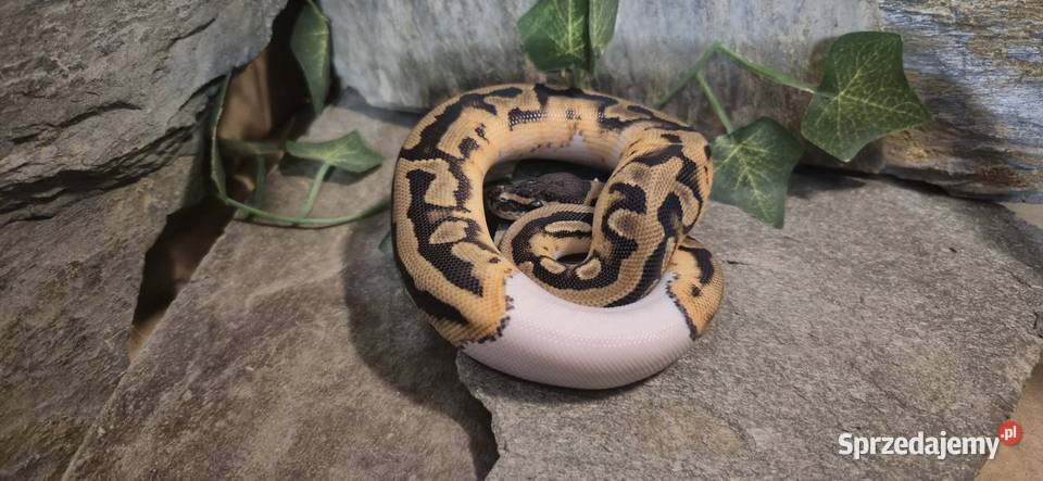 Pyton królewski Piebald Pied mazowieckie Mazowszany