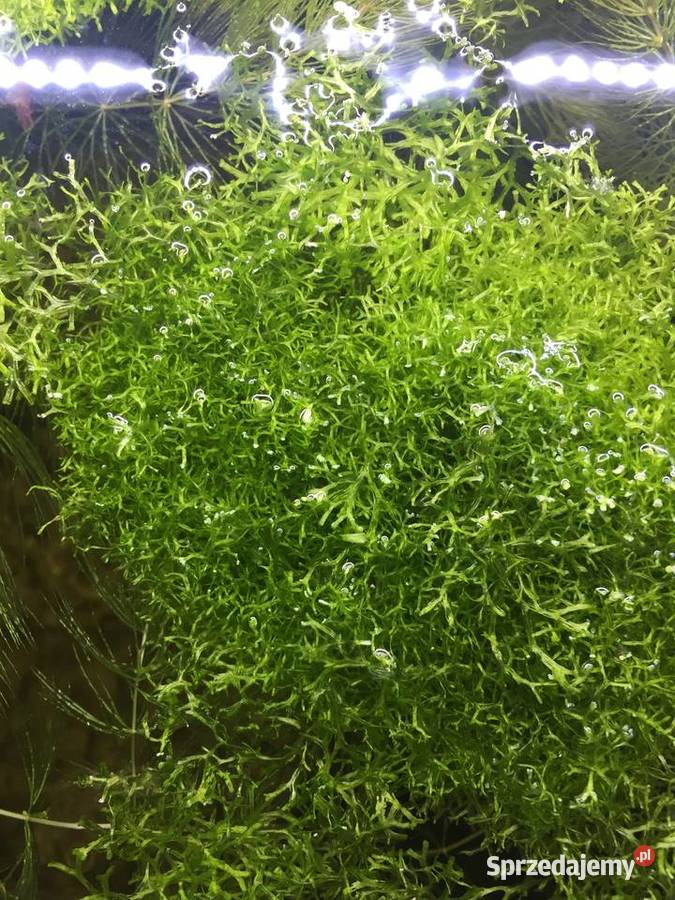 Mech Java moss Gorzów Wielkopolski