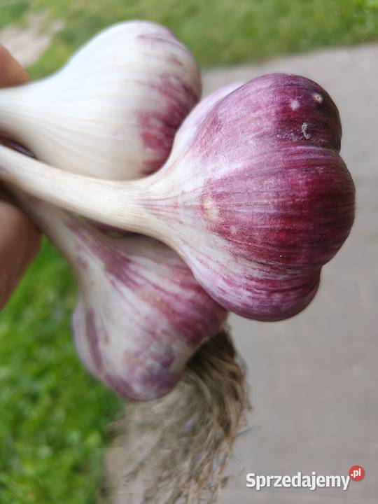 Sprzedam czosnek Lubasza Kazach Violetta